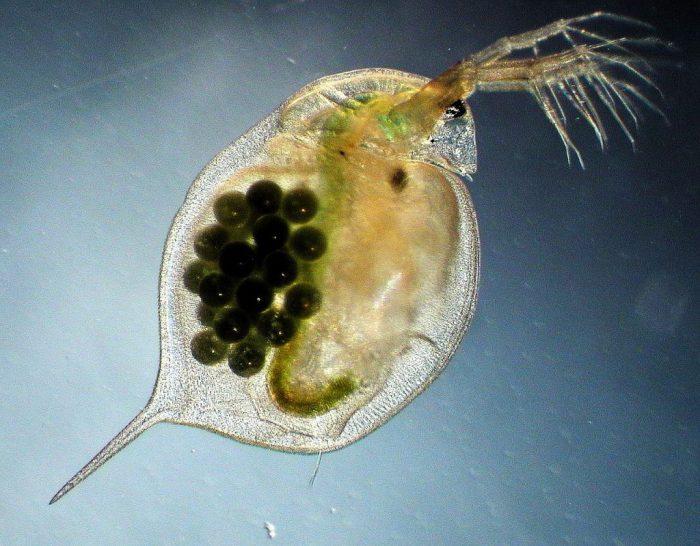 Panduan Pemberian Pakan Daphnia Magna untuk Pertumbuhan dan Reproduksi Optimal 1 116a25c7edae665
