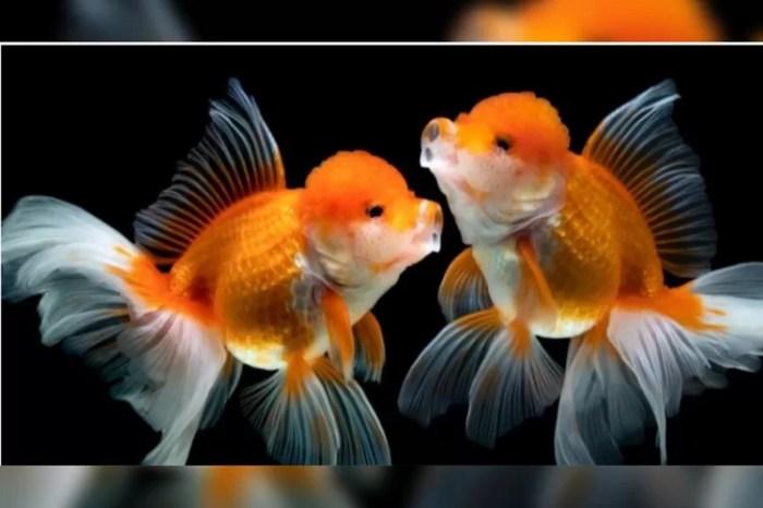 Cara Membedakan Ikan RTC Jantan dan Betina 1 116a25c807cd4de