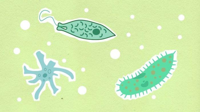 Protozoa Bereproduksi dengan Cara Beragam 1 116a25ca59177c7