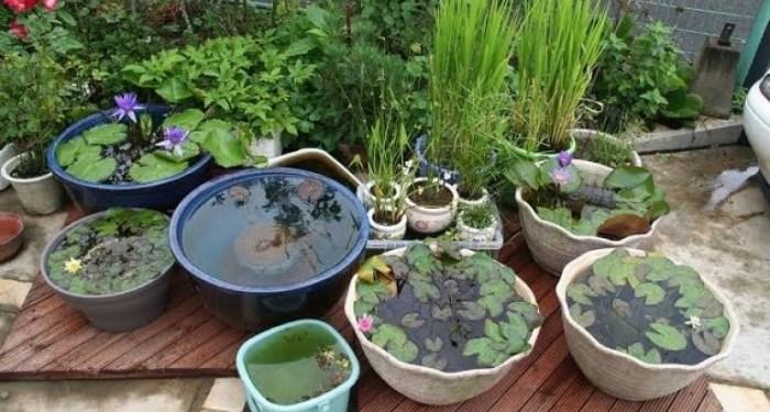 Cara Bunga Teratai Melindungi Diri Rahasia Ketahanan Sang Ratu Air 1 116a25cad4195e9