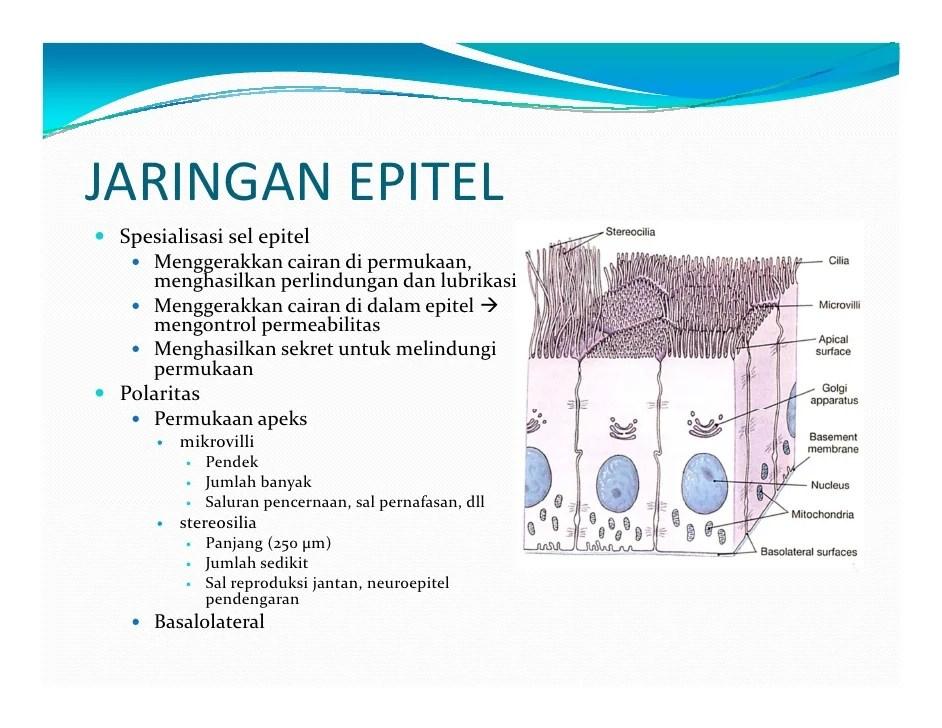 Cara Mengobati Sel Epitel: Panduan Komprehensif 2 116a25cb20e2b8b
