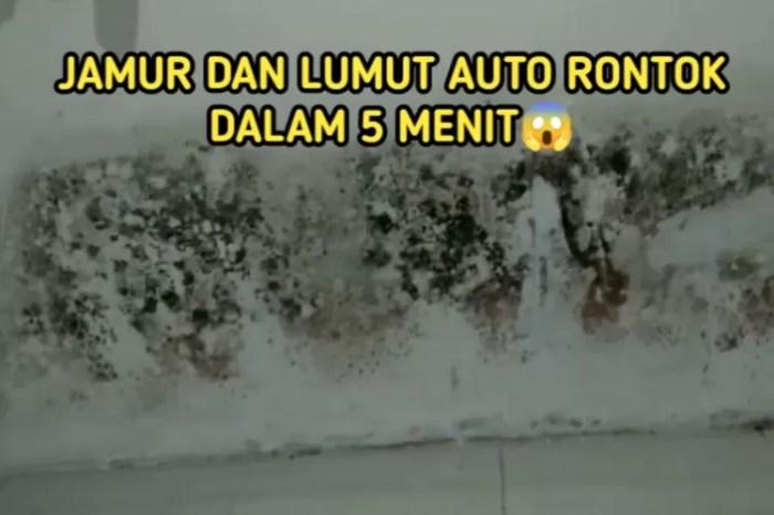 Cara Mudah Membersihkan Tembok Berlumut Agar Kinclong 1 116a25cb30dd89a