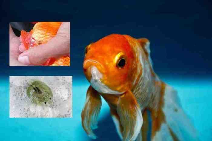 Cara Menghilangkan Kutu Jarum pada Ikan Koki: Panduan Lengkap 1 116a25cd58c2faa