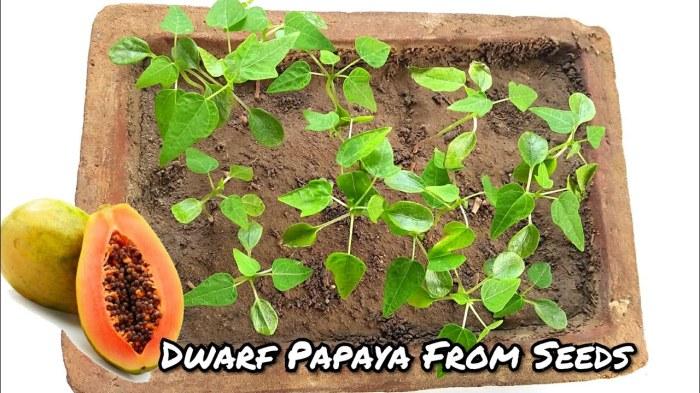 Cara Menyemai Bibit Pepaya California: Panduan Lengkap 1 116a25cdb960759
