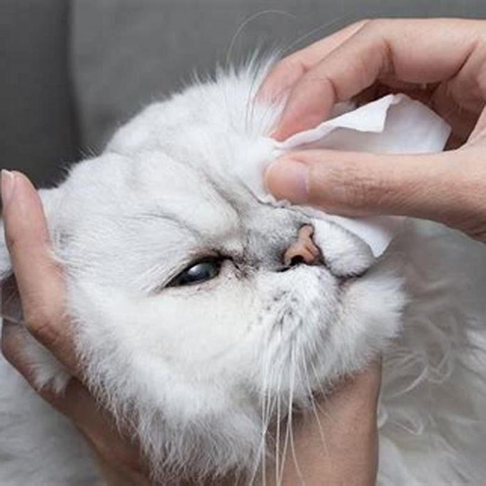 Cara Mengobati Mata Anak Kucing yang Belekan: Panduan Lengkap 1 116a25cebf01a96