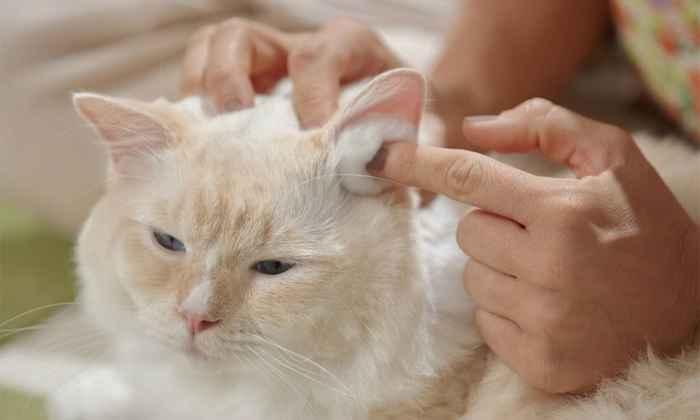 Cara Membersihkan Telinga Kucing dengan Cotton Bud: Panduan Lengkap 1 116a25cf567a761